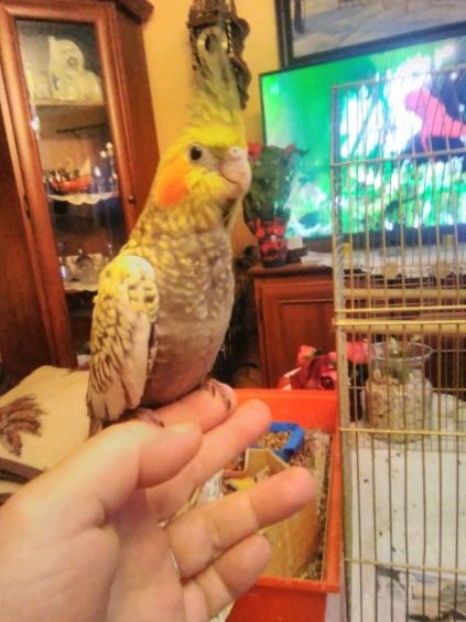 Papugi ręcznie karmione