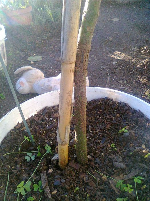 Abacateiros - árvores