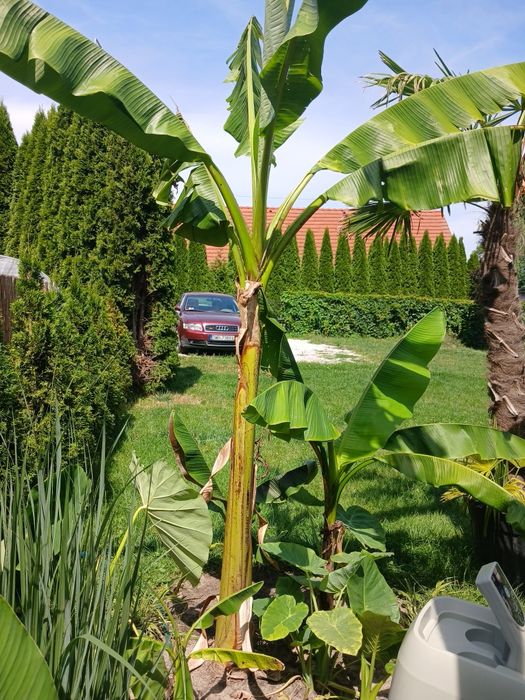 Bananowiec Musa basjo egzotyczna roślina