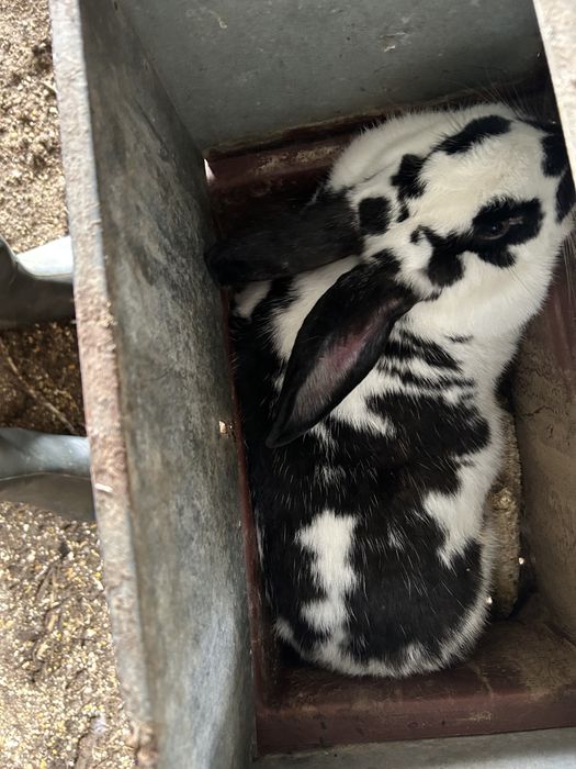 Coelhos cruzados de borboleta com gigantes