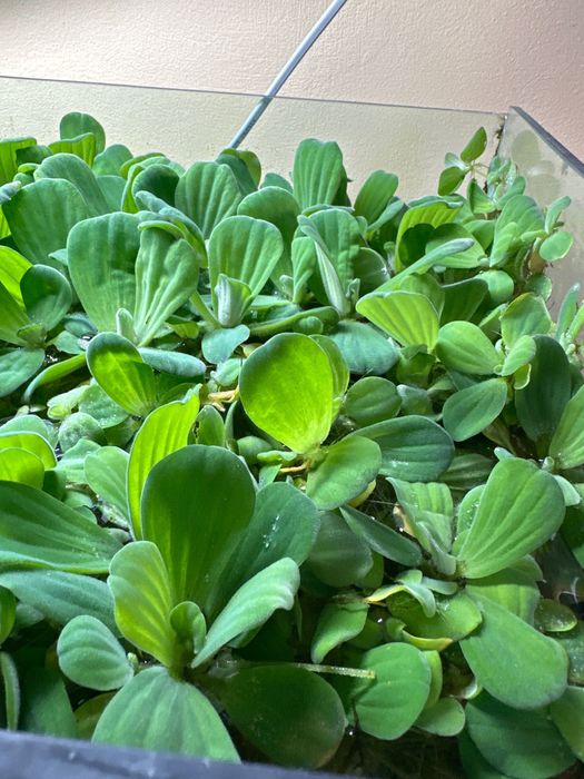 Водорості в акваріум / ставок Пістія капуста салат для рибок