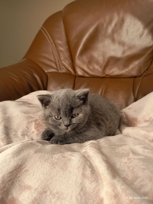 Kot brytyjski - kotka