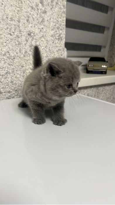 Британские котята продам
