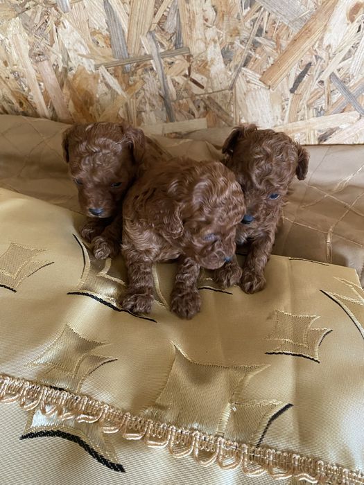 Малюки той- пудель