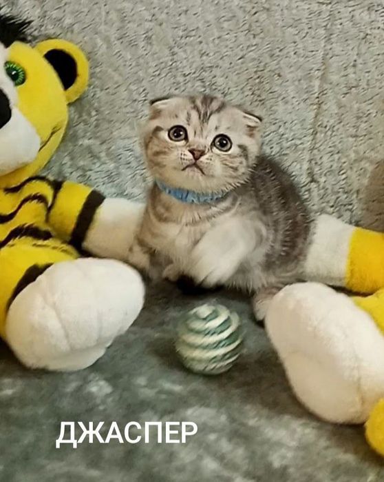 Котята : Славные ребята , наши мраморята .