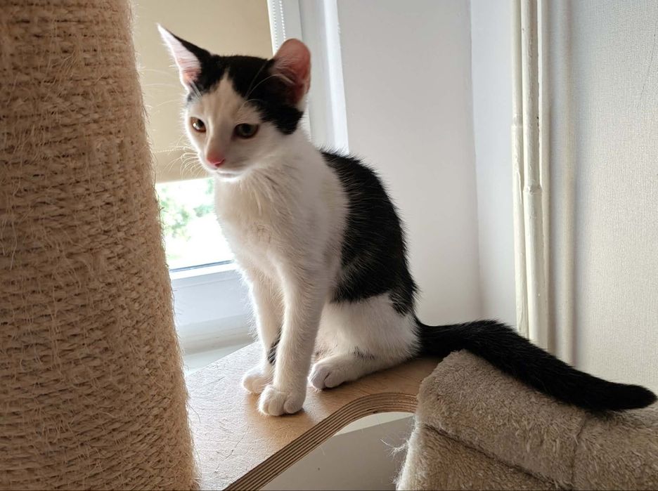 Kociak do adopcji mały kochany słodki Oreo