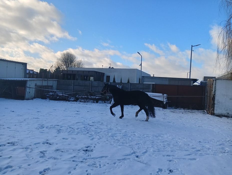 Wałach śląski 4 lata