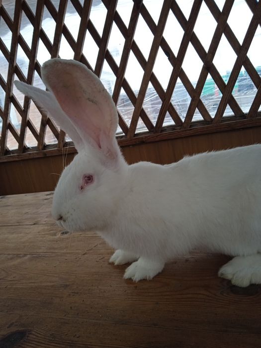 Бельгійський велетень білого і жовтого окрасу