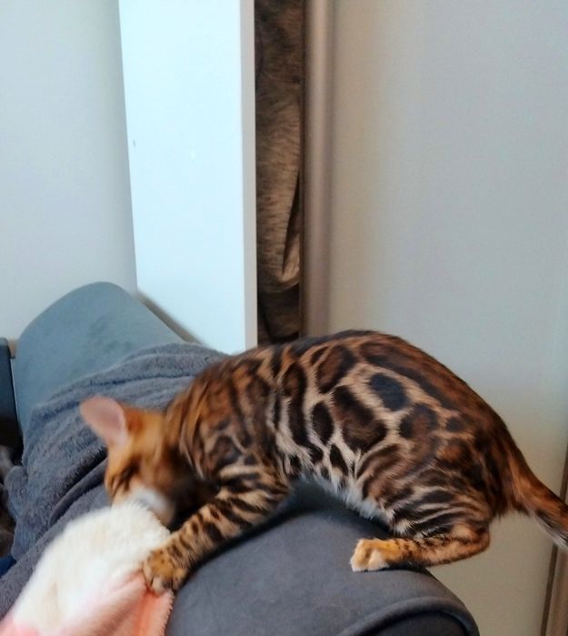 Чистокровні кошенята show class ben 24 WCF.Доставка по Україн