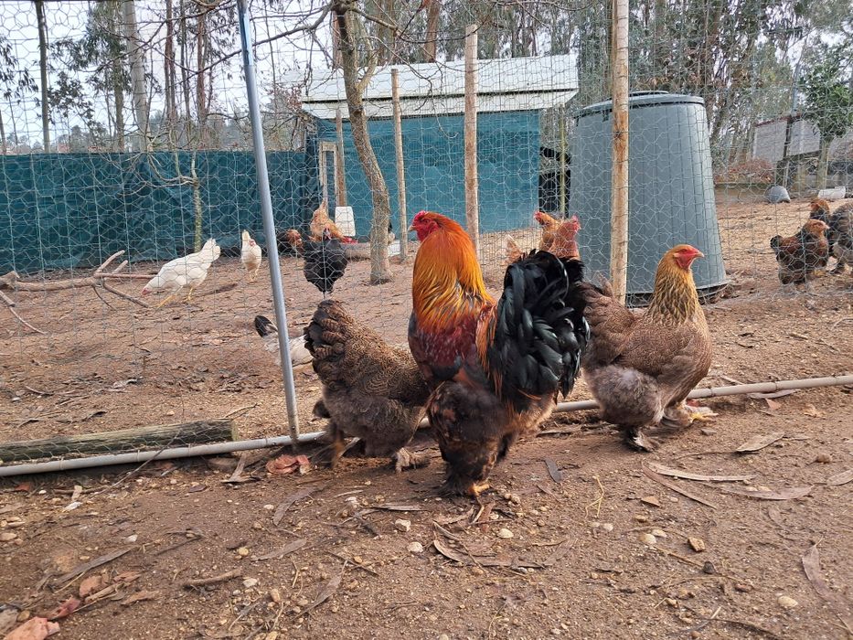 Ovos galados de Brahama Perdiz