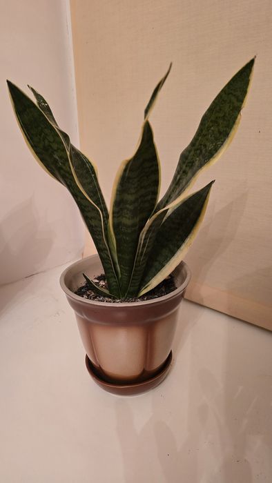 Санса сансевієрія сансев'єрія 9 листків, 32 см