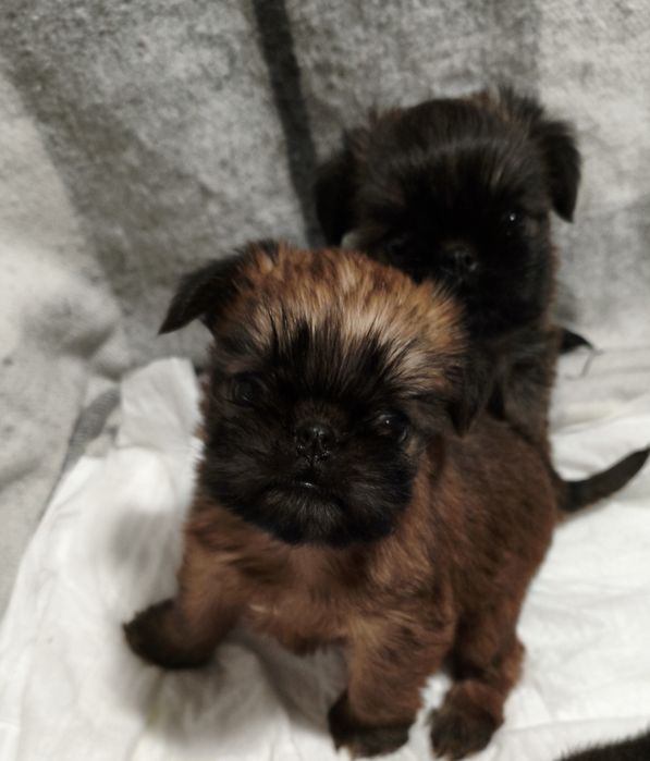 Брюссельский Гриффон.