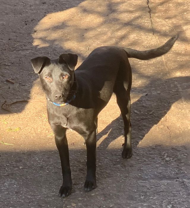 Безкоштовно , в добрі руки!!! Шукає родину тендітна крихітка