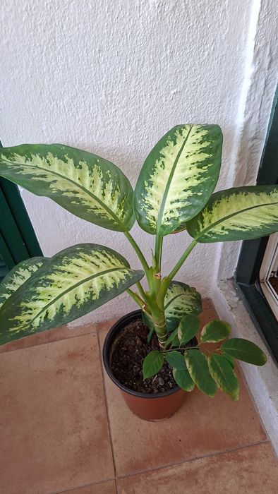 Dieffenbachia e lirio da paz