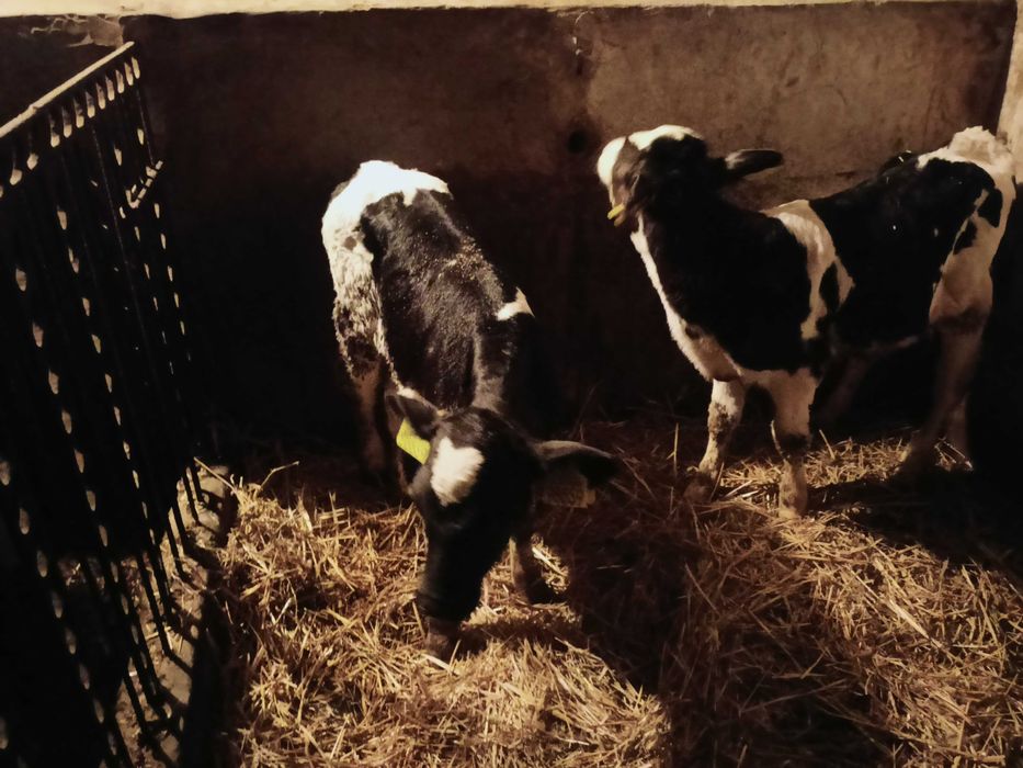 Sprzedam dwie jałóweczki