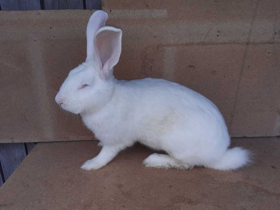 króliki termondzkie