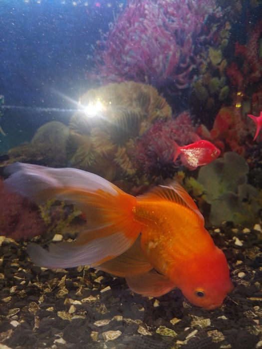 Продам Золотую рыбку.