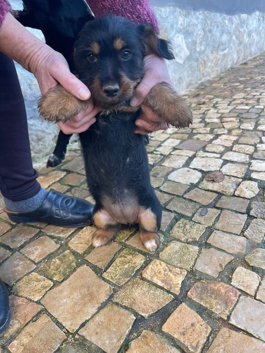 Cães bebés adoção