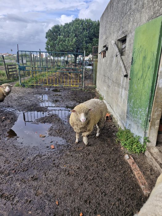 Troca borrega por borrego