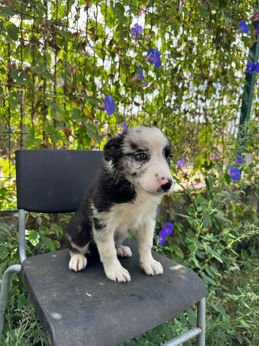 Menino Border Collie Super Giro