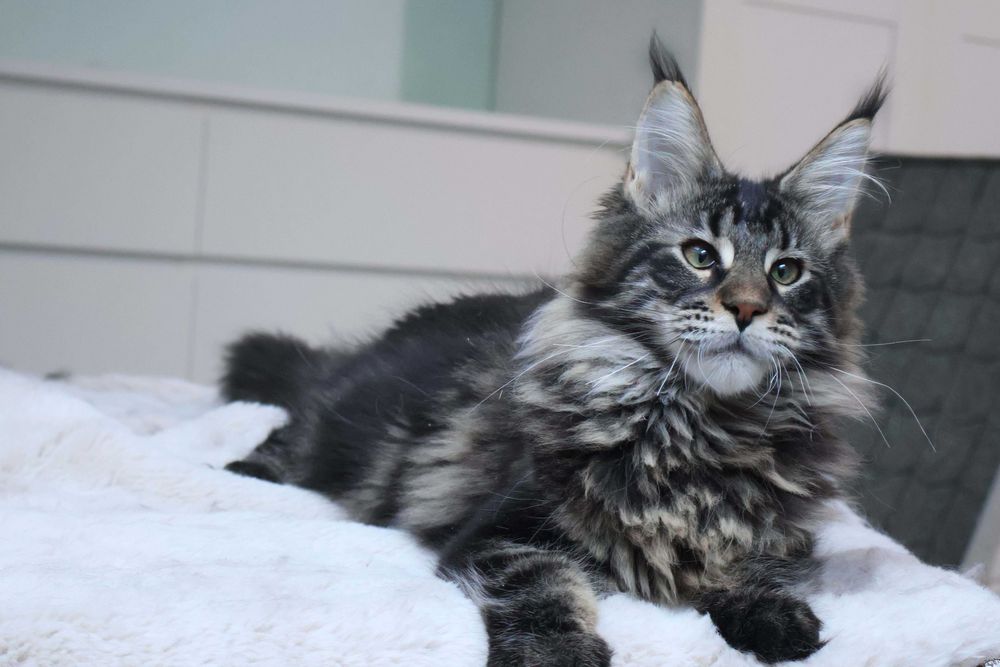 Kochany kocurek maine coon