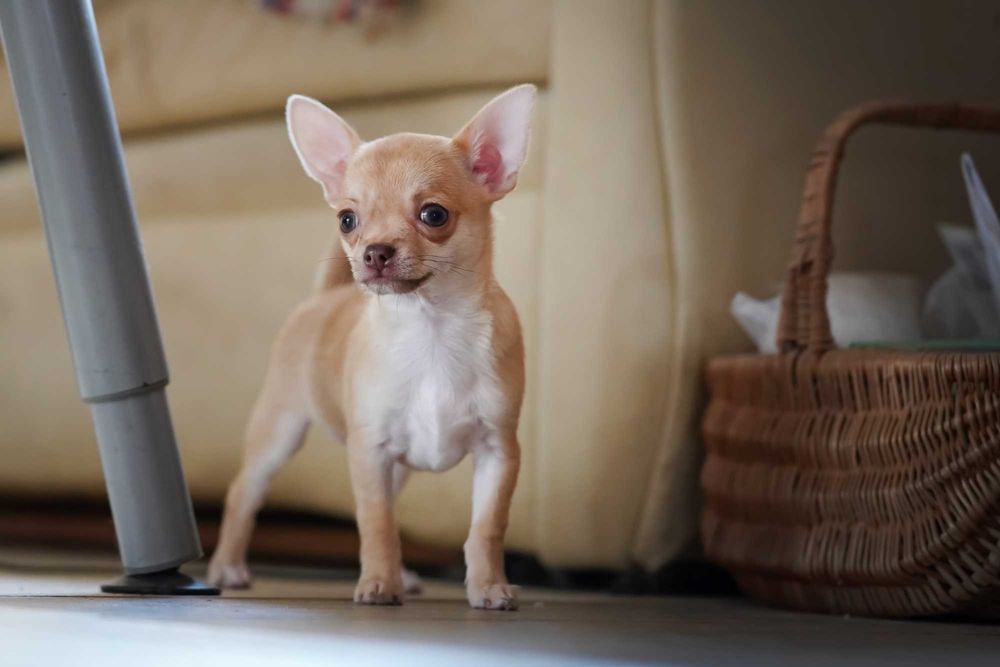 PIESEK, rodowód FCI, okolice W-wy