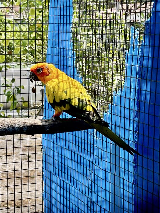 Aratinga   Sol