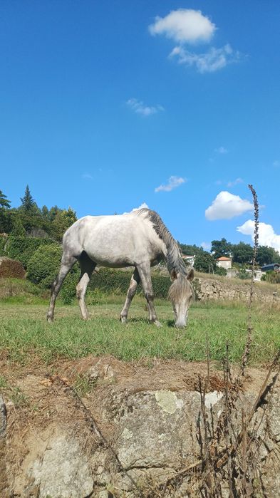 Egua quatro anos