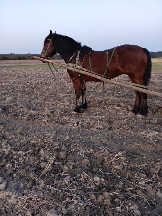 Продам робочу кобилу