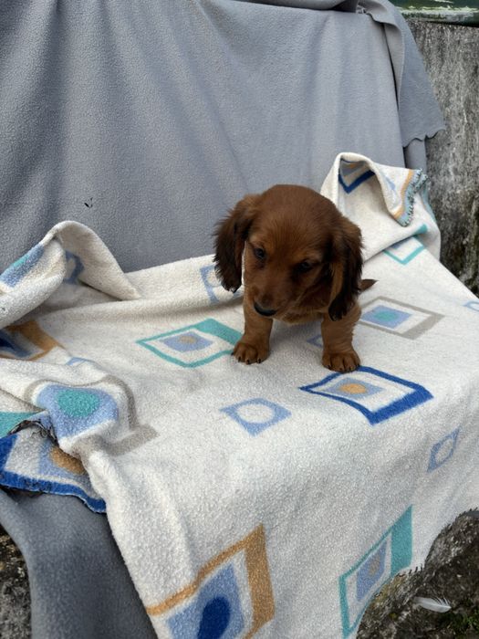 Teckel femea miniatura pelo comprido