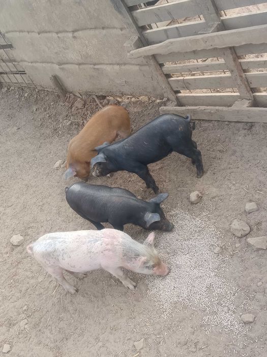 Leitões para venda