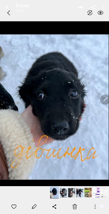 Цуценята шукають домівки