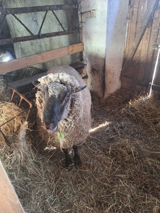 Owce sprzedam stado 11 sztuk