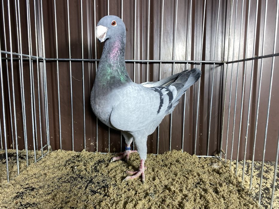 Niemiecki wystawowy samiec niebieski