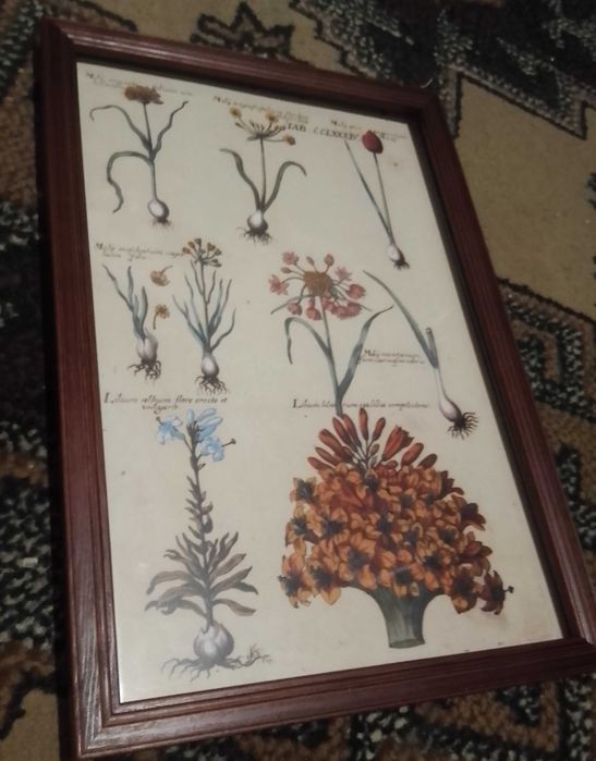 Zielnik - Kwiaty 1620 r.  reprint XVII w. grafik do wystroju wnętrza