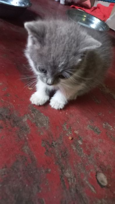 Віддамо кошенят в добрі руки