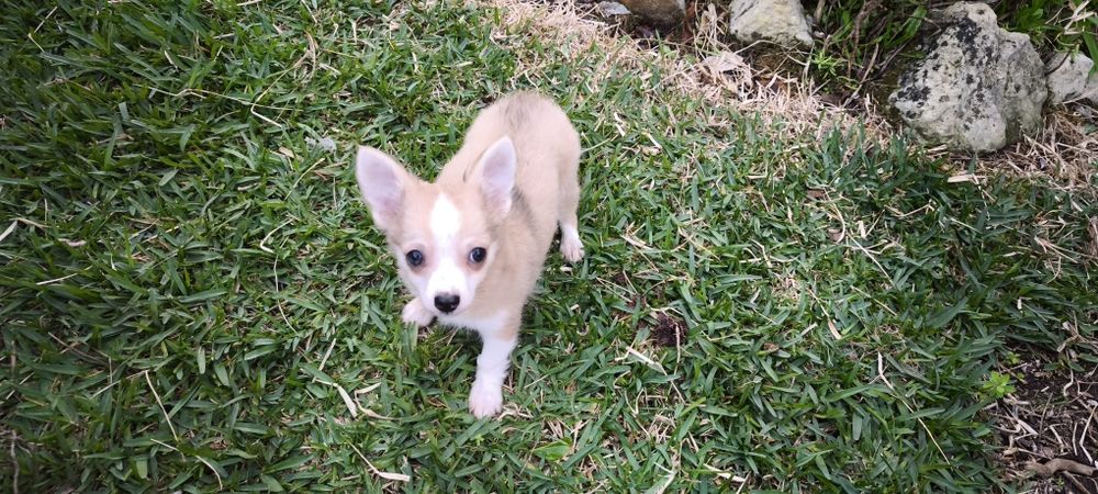 Chihuahua miniatura disponível para entrega imediata existe a po