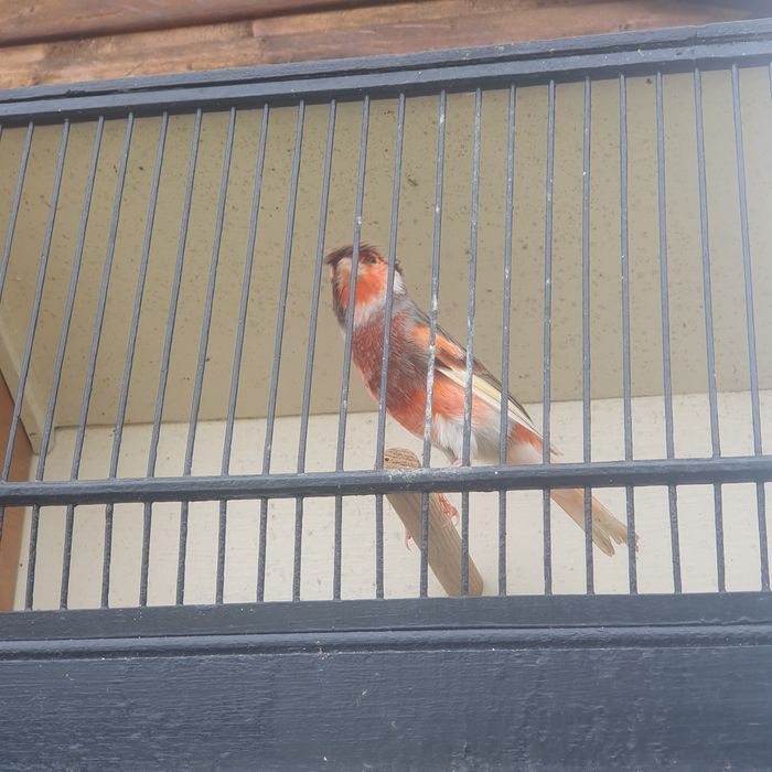 Canários mosaicos vermelhos e Arlequins português