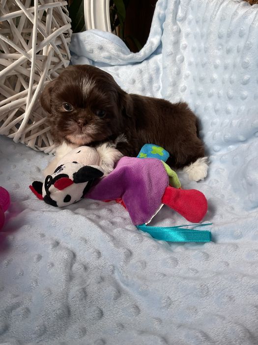 Shih - Tzu Salonowa Suczka