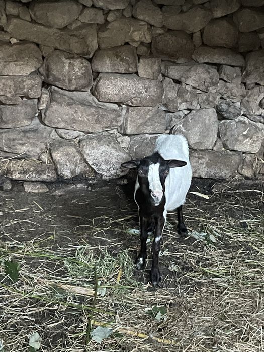 Cabra mocha 2 anos