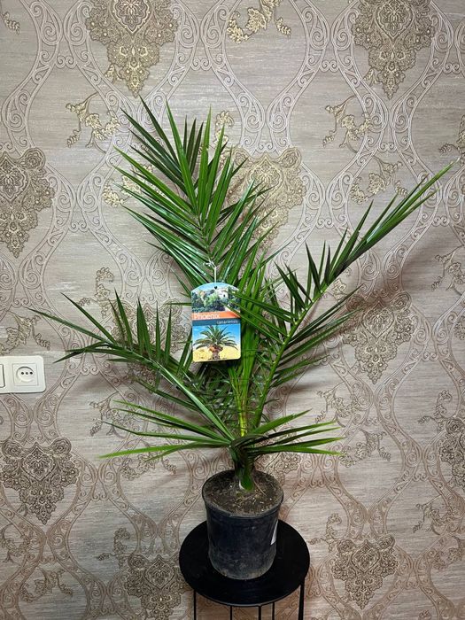 Фінік канарський (Phoenix canariensis)  h 65 см