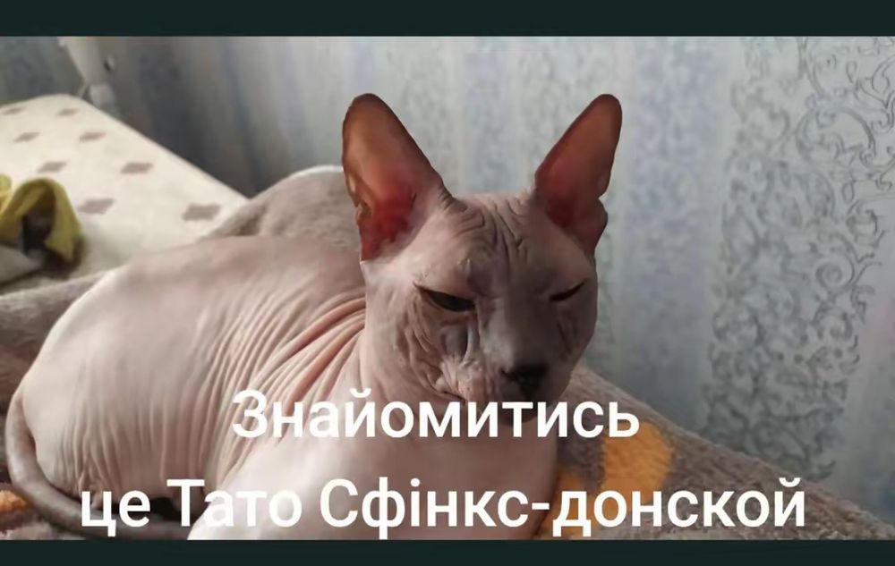 ПРОДАЮ КОТИКІВ СФІНКС-донской