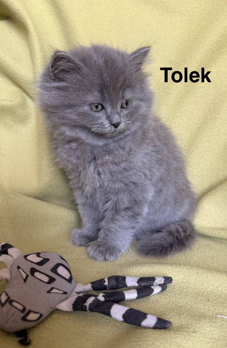 Kotki Brytyjskie