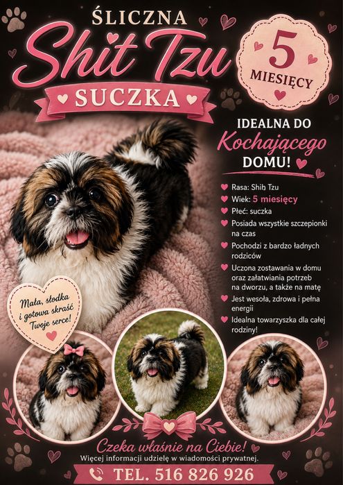 Sprzedam 5-miesięczną suczkę rasy Shih Tzu