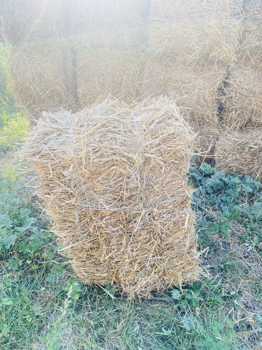 Продам тюки соломи з ячменю