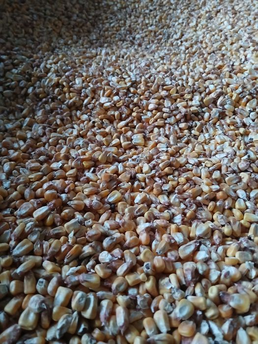 Kukurydza sucha cała lub grubo mielona, pszenica