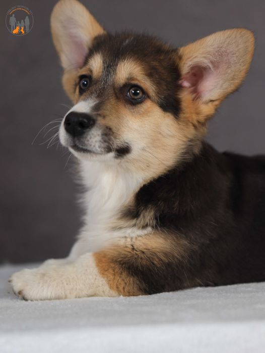 Welsh Corgi Pembroke - rodzice przebadani na chor. gen