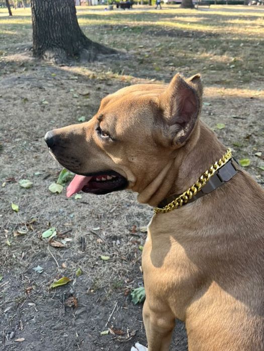 Хлопчик Амстафф шукає дівчинку для вʼязки!