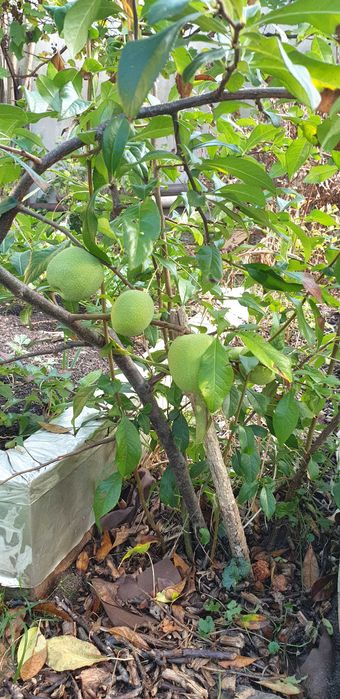 Pigwowiec 5 letni_ owocujący_ sadzonka