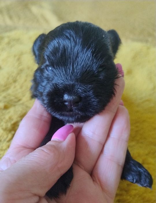 Yorkshire terrier czarnamal